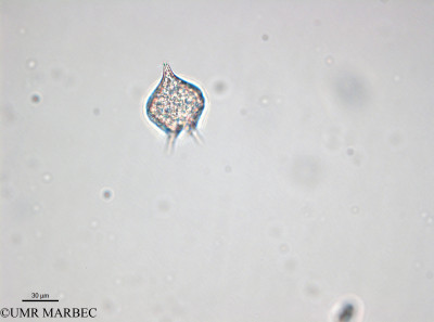 phyto/Bizerte/bizerte_bay/RISCO April 2014/Protoperidinium diabolus (ancien P. diabolum - 140729_001_ovl-3)(copy)_thumb.jpg